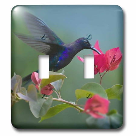 Humminbird Switch - 3dRose Violet Sabrewing hummingbird drinking from a flower. - Double Toggle Switch