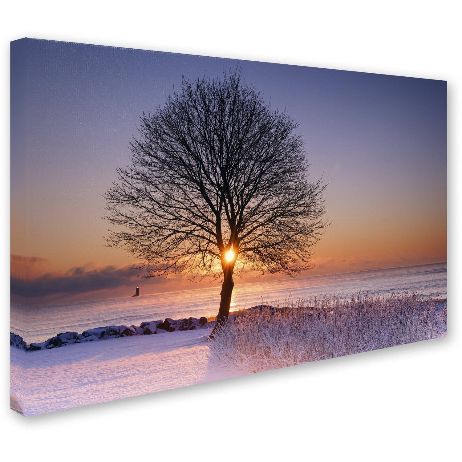 Trademark Fine Art "Tree Burst" Canvas Art by Michael Blanchette Photography