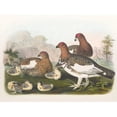 thumbnail image 3 of Daniel Giraud Elliot 14x11 Black Modern Framed Museum Art Print Titled - The Willow Grouse (1865), 3 of 5