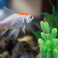 thumbnail image 3 of 1pc Fish Tank Aquarium Grass Artificial Water Weed Underwater Landscape Grass, 3 of 9
