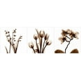thumbnail image 2 of Koetsier, Albert 14x7 White Modern Wood Framed Museum Art Print Titled - Sepia Floral Tryp Tych II, 2 of 4
