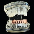 thumbnail image 6 of 14k Rose Gold Plated Fang Grillz Bottom 8 Eight Teeth Vampire Hip Hop Grills, 6 of 7