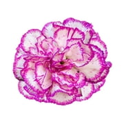 Seedville 50 Picotee Mix Carnation Flower Seeds, Double Bicolor Striped, Dianthus Caryophyllus