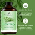 thumbnail image 4 of Handcraft Blends Rosemary Essential Oil - Huge 4 Fl Oz - 100% Pure and Natural - Premium Grade with Glass Dropper, 4 of 7