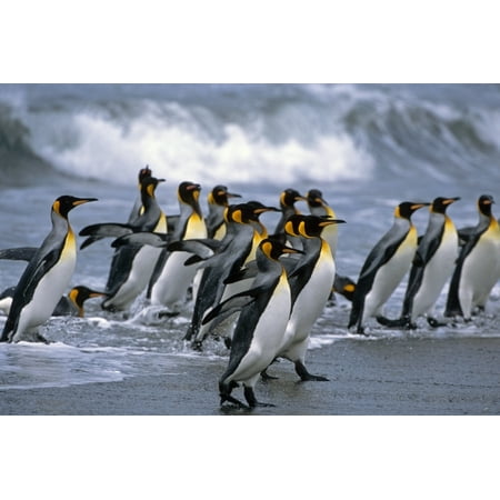 Group Of King Penguins Walking In Surf On Beach South Georgia Island Antarctic Summer