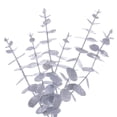thumbnail image 2 of Vickerman FK223524 Couronne Pailletée Eucalyptus 24 Po, Argent, 2 of 4