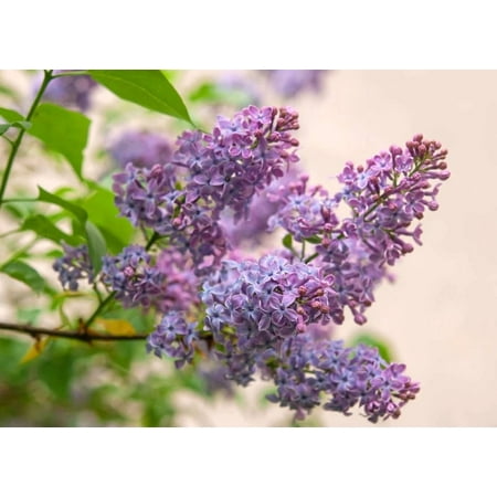 Common Lilac Live Plant 7-12" Tall in 4" Pot - Syringa Vulgaris - Old Fashioned Lilac Bush - Fragrant Purple Flowers Liac Tree - Ornamental Plant for Outdoor Garden
