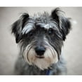 thumbnail image 2 of CafePress - Schnauzer Throw Blanket - Soft Fleece Throw Blanket, 50"x60" for All Ages, 2 of 2