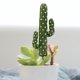 thumbnail image 4 of ADDHAT Planta Cactus Artificial Verde Para Decorar Arreglos, Topiarios Y De Hadas, 4 of 8