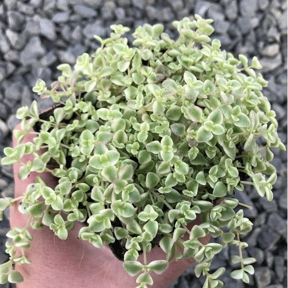 Sedum Little Missy Live Plant in 4" Pot - Variegated Succulent - Trailing Plant - Stonecrop Ground Cover - Houseplant - Hanging Succulent Plant
