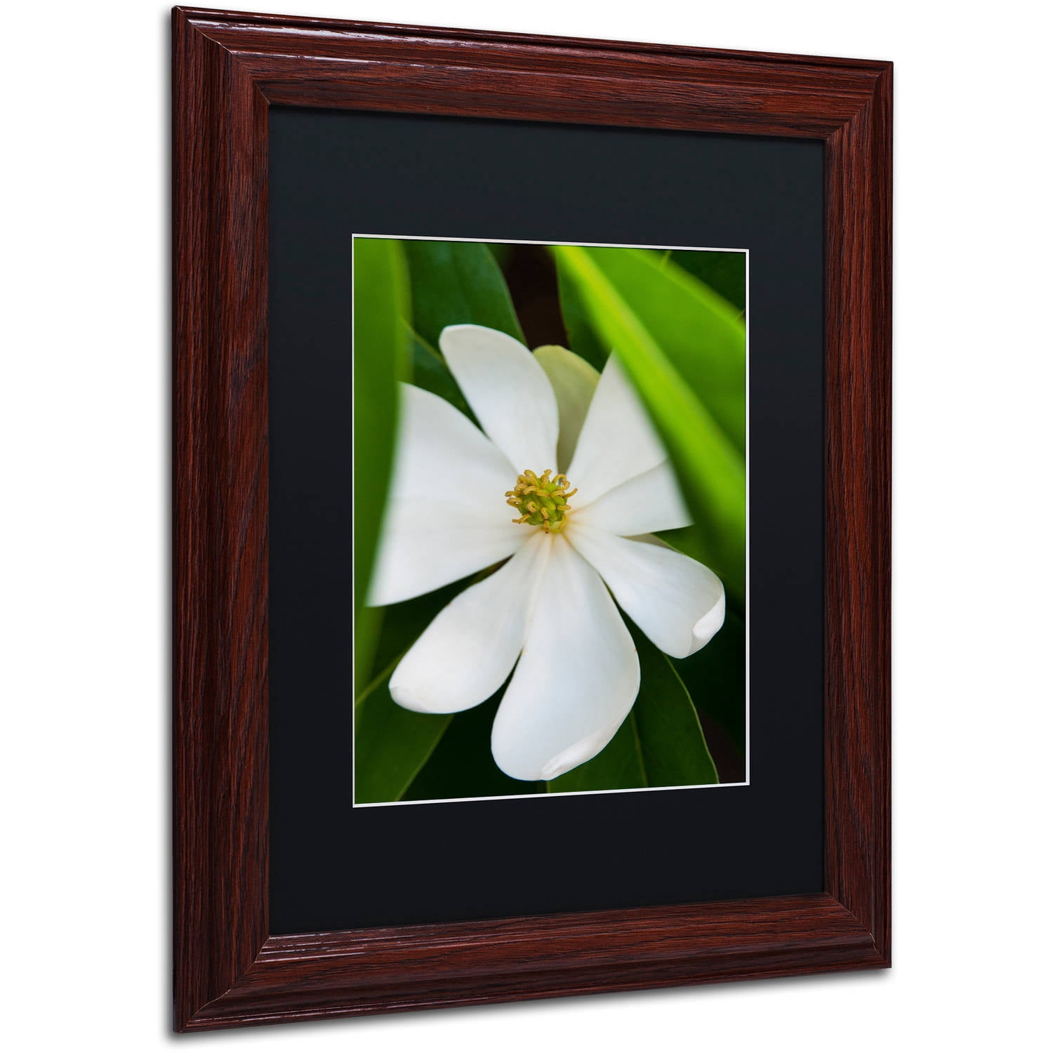 Trademark Fine Art "White Magnolia Flower" Canvas Art by Kurt Shaffer, Black Matte, Wood Frame