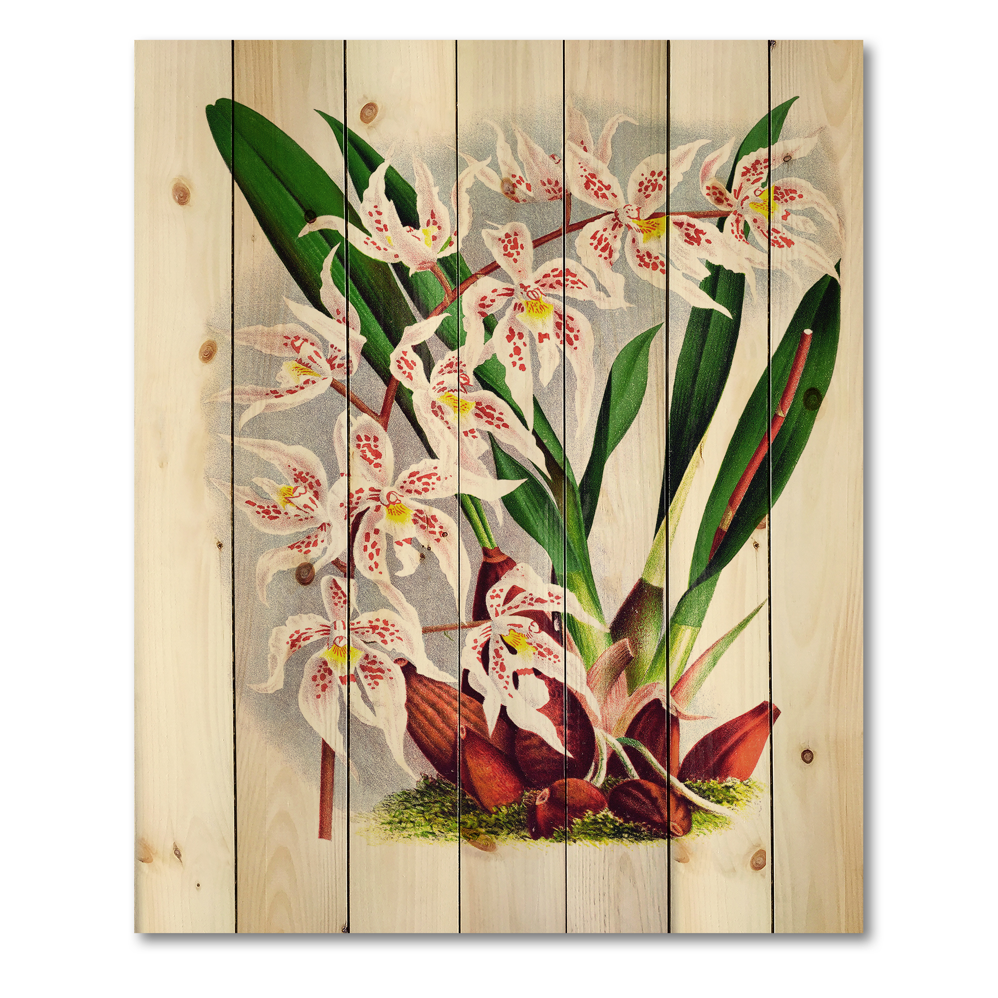 Designart 'White Vintage Orchid Flower II' Traditional Print on Natural Pine Wood