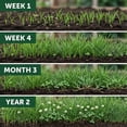 thumbnail image 3 of Old Cobblers Farm™ Wicked Tuff Turf All-Purpose Lawn Mix – VT Conservation Mix (5 lbs | 10 lbs | 15 lbs | 20 lbs) (5lbs), 3 of 8