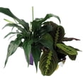 thumbnail image 2 of Sympathy Duo- Peace Lily & Prayer Plant - Send Thoughts and Prayers- 4" pots/2 plants, 2 of 2