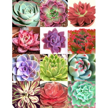 COLOR ECHEVERIA mix, rare exotic succulent HEN & CHICKS seed flowering -20 seeds