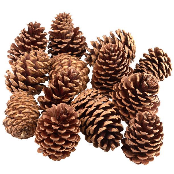 Bulk Package of Natural Pinecones1/2 Pound