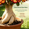 thumbnail image 4 of Desert Rose, Shade Plant for Gardens-Easy Grow-Low Maintenance-Ideal for Beds Borders, Plant Pots & Planters, 4 of 5