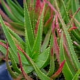 thumbnail image 3 of Southern Living Safari Rose Aloe Live Shrub in 2.5-Quart Grower Pot, 3 of 11