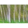 thumbnail image 2 of Mahan, Kathy 14x11 White Modern Wood Framed Museum Art Print Titled - Alder Forest I, 2 of 4