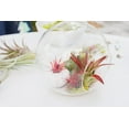 thumbnail image 6 of Air plant shop Tillandsia Albida 'Minor'- Live Tillandsia Succulent House Plants - Home and Garden Decor - Easy Care Indoor and Outdoor Plants (Pack of 3), 6 of 12