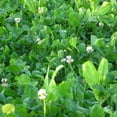 thumbnail image 3 of Whitetail Institute Imperial Fusion Perennial Deer Food Plot Seed, 9.25 Pounds, 3 of 4