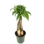 Money Tree Braided Pachira Aquatica House Plants