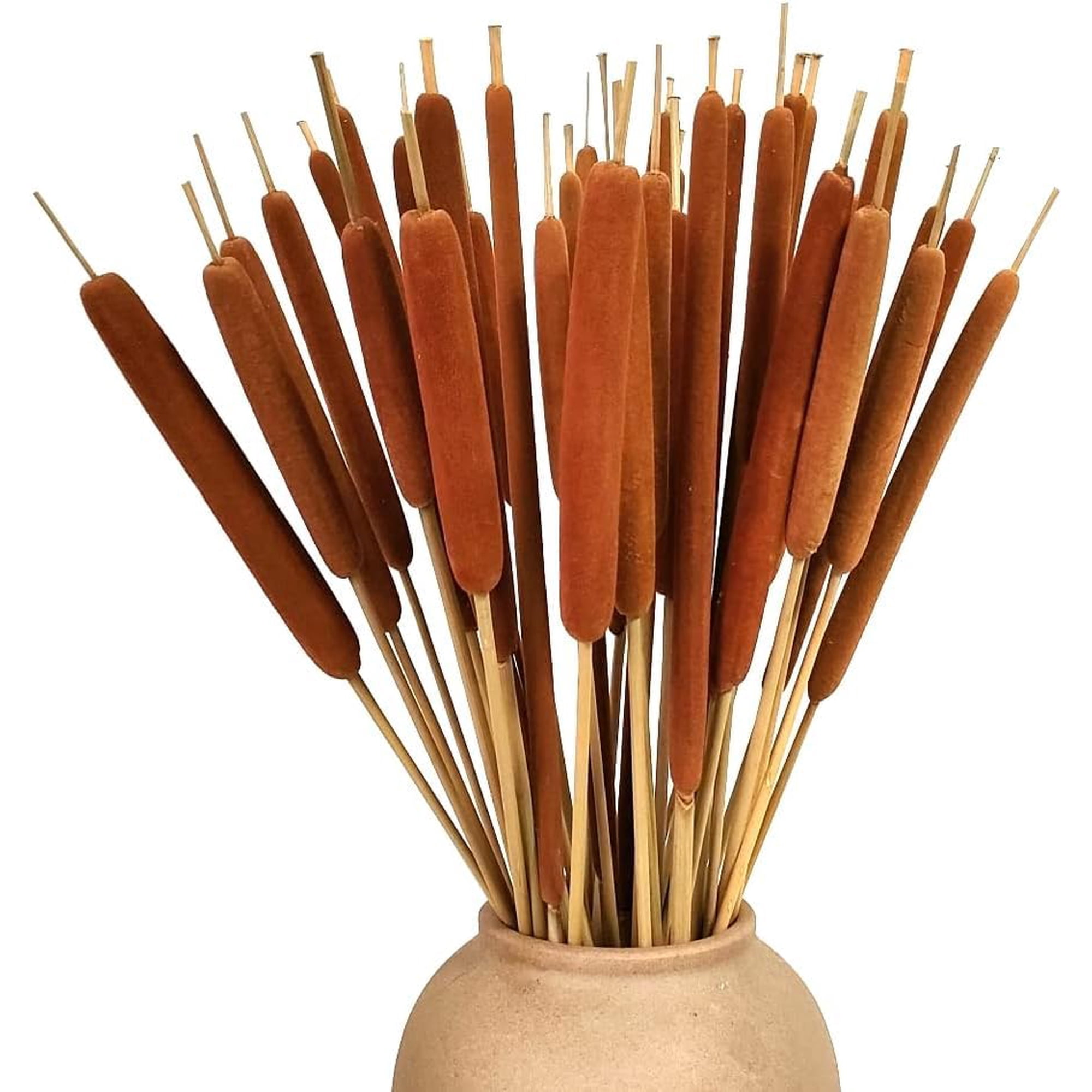 15Pcs Dried Natural Cattail Flowers, 16" Assorted Cattails for Modern Boho Decor, Pampas Grass Decorations, Farmhouse Wedding Bouquet, Vase Arrangements