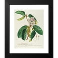 thumbnail image 2 of Georg Dionysius Ehret 15x18 Black Modern Framed Museum Art Print Titled - Rhododendrum (1750-1773), 2 of 5