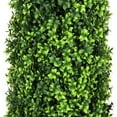 thumbnail image 2 of Bornbridge 4' Tower Tree - English Boxwood - 2 Pack, 2 of 4