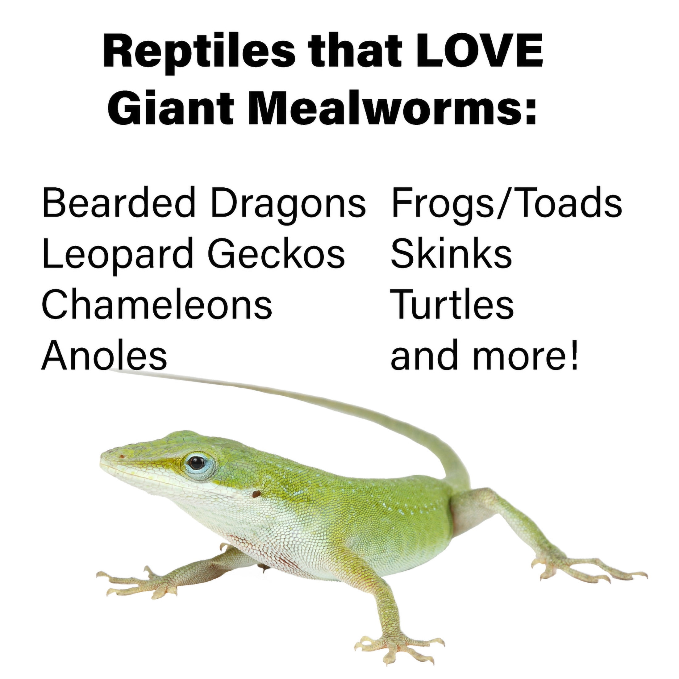 ReptiCulture Giant Mealworm 100 ct