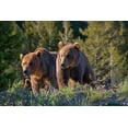 thumbnail image 2 of Fitzharris, Tim 24x17 White Modern Wood Framed Museum Art Print Titled - Grizzly bear cubs, 2 of 4