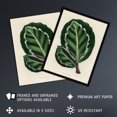thumbnail image 2 of Vintage Botanical Maranta Calathea Leaves Fawcett Huge Wall Art Poster Print, 2 of 4