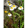 thumbnail image 4 of TomorrowSeeds - German Chamomile Seeds - 3000+ Count - For 2026 Planting Matricaria Chamomilla, 4 of 9