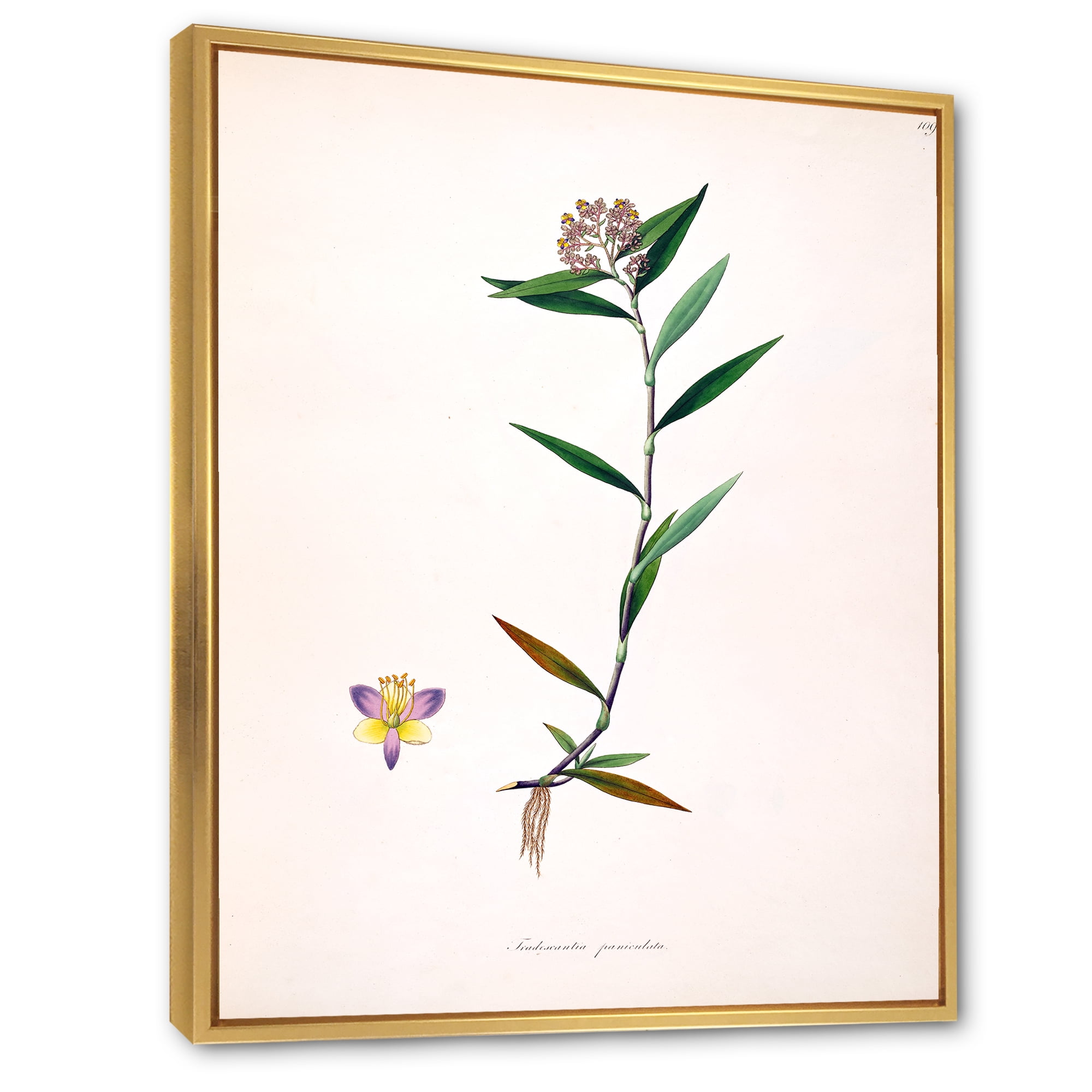 Designart 'Ancient Botanicals XIX' Farmhouse Framed Canvas Wall Art Print