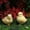A1 Kadlawus Under 5$, variant on 2Pcs Easter Chicken Decoration under $5! Kadlawus Easter Decoration, Simulation Cute Chicken Garden Ornament, Resin Crafts for Outdoor Garden Decor, Spring Animal Figurine for Patio and Yard