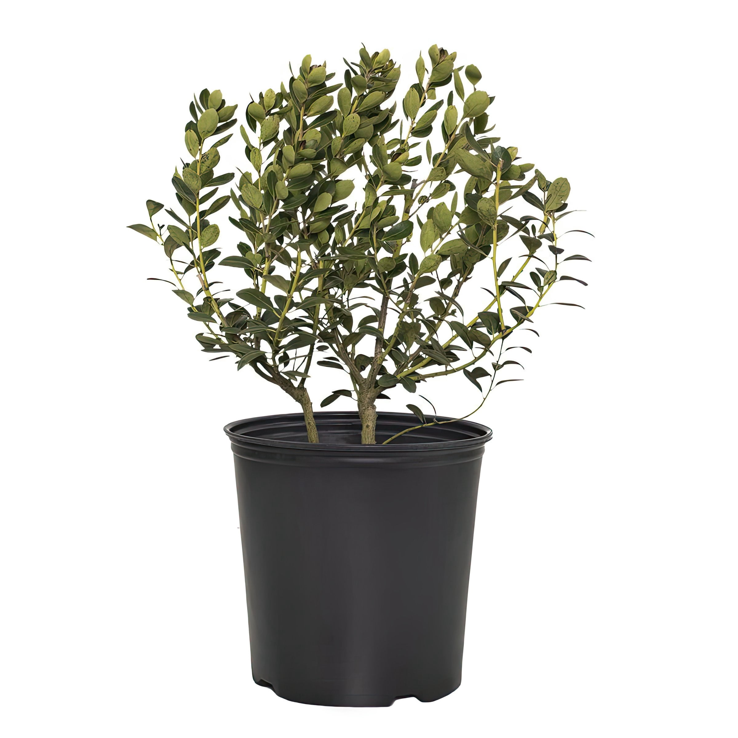 1 gal Ilex Glabra Densa Live Shrub Condition with Full Sunlight