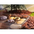 thumbnail image 3 of Horticultural Calcined Clay Soil Bonsai Cactus Soil Additive for Succulent Plants (5 QT, 1/8 inch), 3 of 10