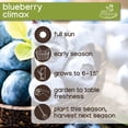 thumbnail image 5 of Expert Gardener Blueberry Climax (1 Dormant Bare Root) GMO Free, Full Sun, Blue, Perennial, 5 of 8