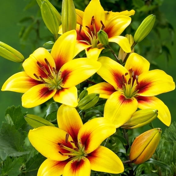 Graffiti Asiatic Lilies Flower Bulbs - 3 Bulbs per Pack - Good as Cut Flowers - Good For Indoor Forcing - Grows Well In Containers - Naturalizing - Perennializing - Live Garden