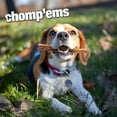 thumbnail image 7 of Chomp 'ems Purehide Chews - Slow Roasted Naturally Delicious Rawhide Dog Treats - High Protein Beef Hide - Bacon Flavor, Sticks, 12 Oz., 7 of 7