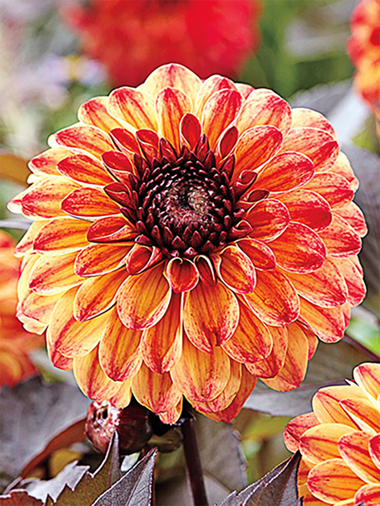 Tirza Dark Leaf Dahlia 1 Root Clump Fiery colors on Dark Mahogany