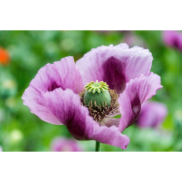 SEED Pack = =100 SEEDS Hungarian Breadseed Poppy Purple Attracts