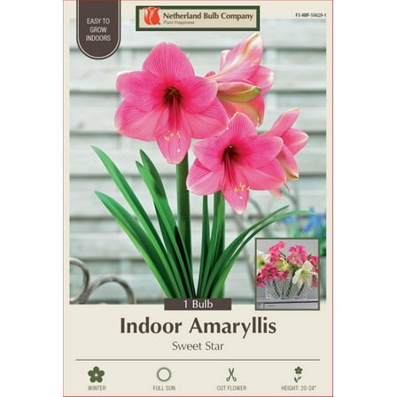 Sweet Star Giant Dutch Amaryllis - 32/34 cm Bulb - One Bulb