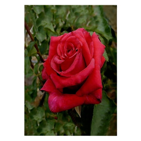 3dRose, Red HT Rose, 22x30 Bath Hand Pool Towel
