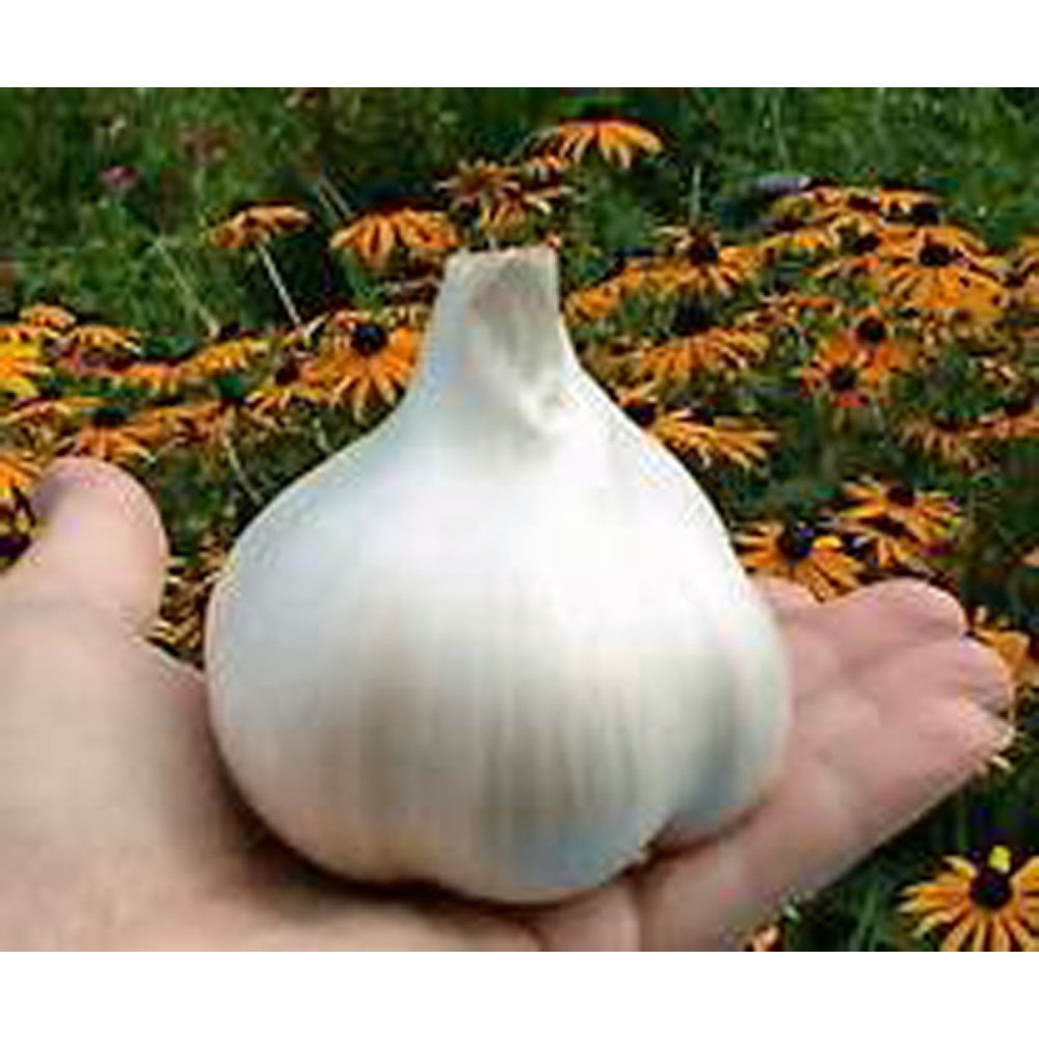 Elephant Garlic, 2 Huge Bulbs! Great for Planting, Eating or Cooking