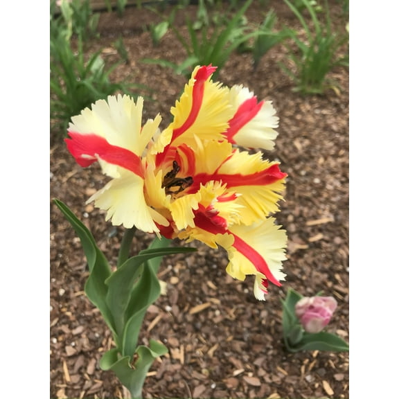 20 Texas Flame Parrot Tulip Bulbs