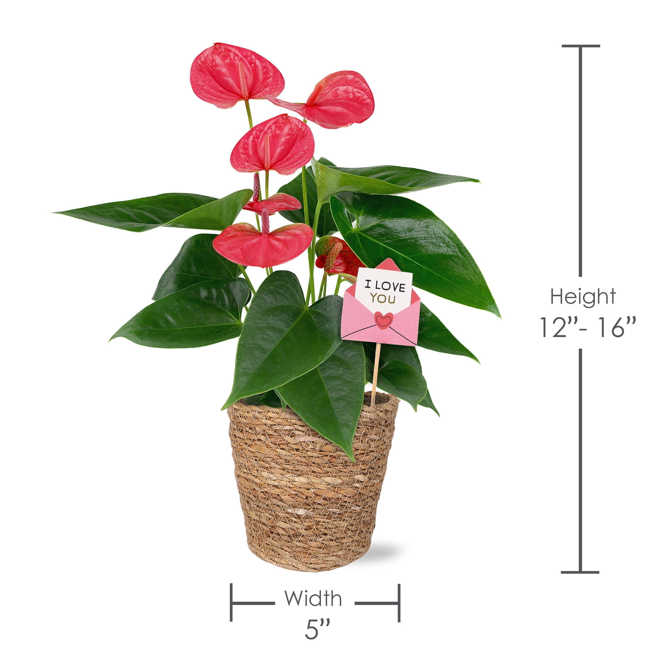 5IN Pink Anthurium (Love You Edition) – Seagrass – “I Love You Envelope”