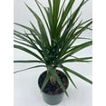 thumbnail image 4 of Dragon Tree, Madagascar Dragonplant, Dracaena marginata Hort. Dragontree in a 4 inch Pot Rare House Plant, 4 of 8