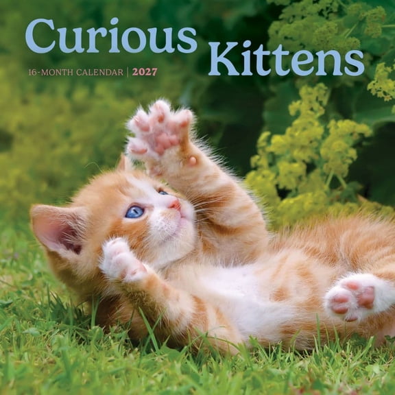 Carousel Calendars, Curious Kittens 2027 Mini Wall Calendar