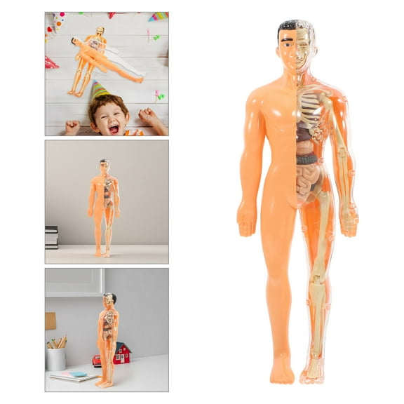 1 Set Interactive Human Anatomy Toy Translucency Puzzle Removable Organs and Skeletal Structure Human Anatomy and Physiology Learning Toy